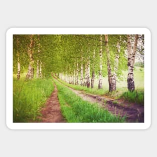 Green birches alley at sunrise Sticker